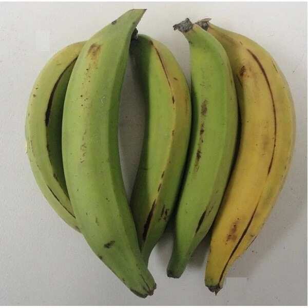 Unripe plantain for weight loss