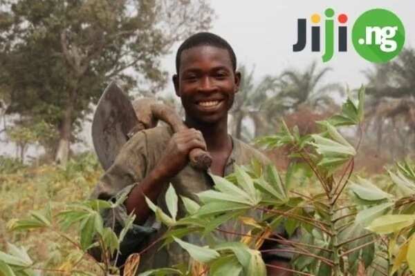 Cassava farming business plan: From the starting point to a great fortune!