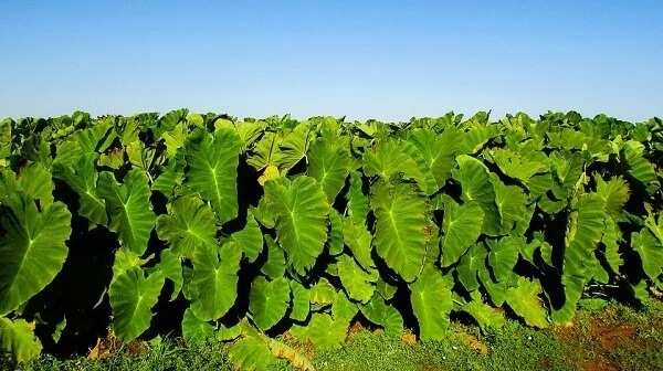 Health benefits of cocoyam leaves