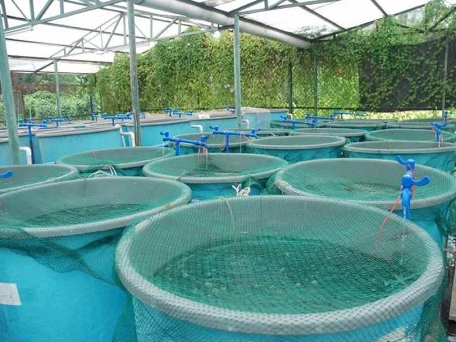 sample business plan for fish farming in nigeria