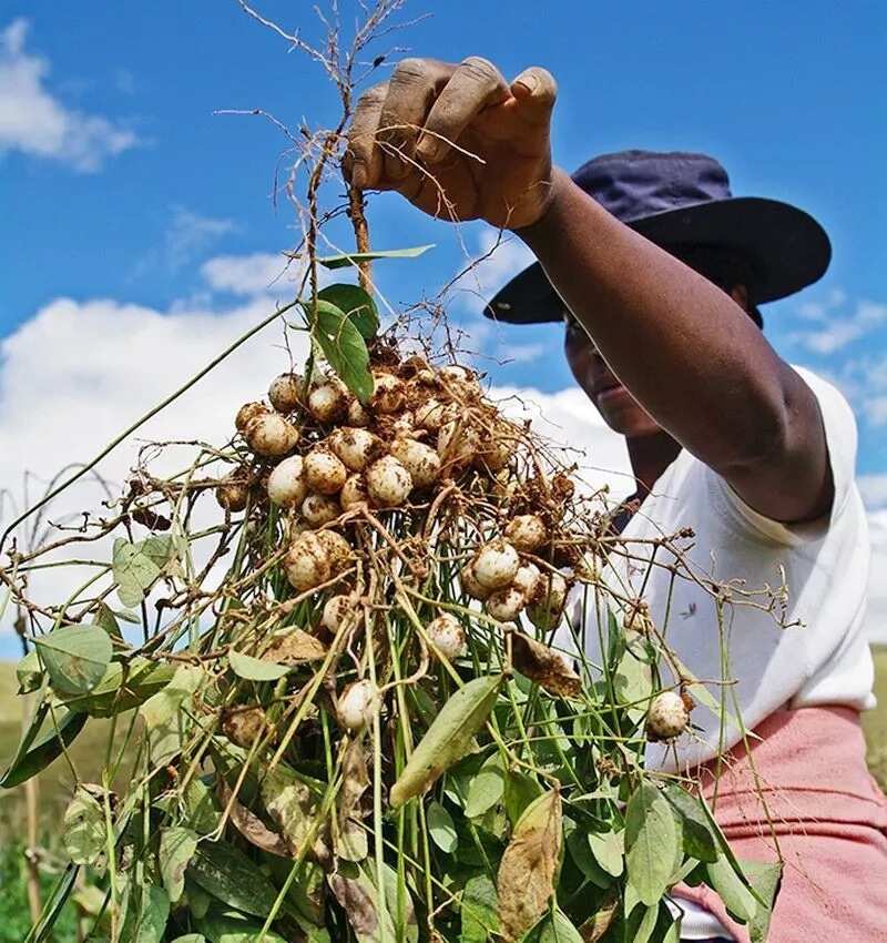 difference-between-peanut-and-groundnut-legit-ng