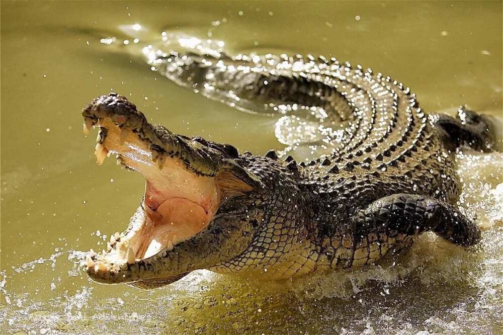 Ten most dangerous animals in the world (Photos)