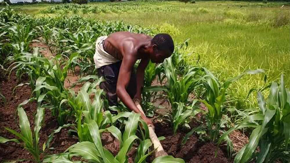 What crops are cultivated in Nigeria