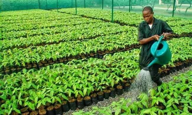 10-agro-based-industries-in-nigeria-legit-ng