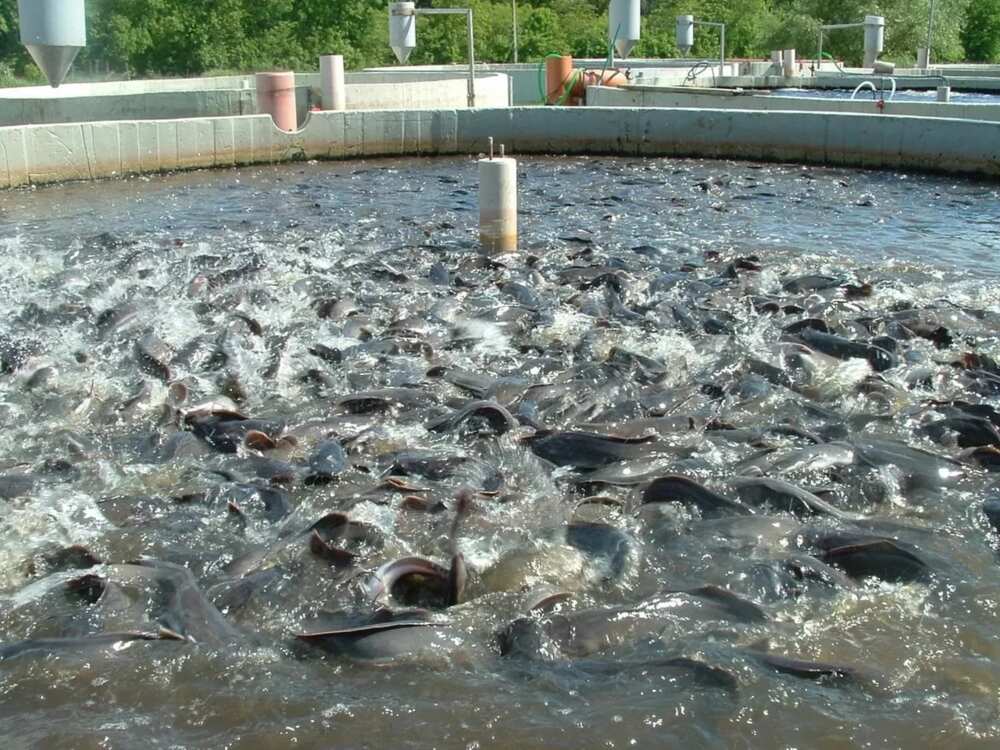 Catfish farming