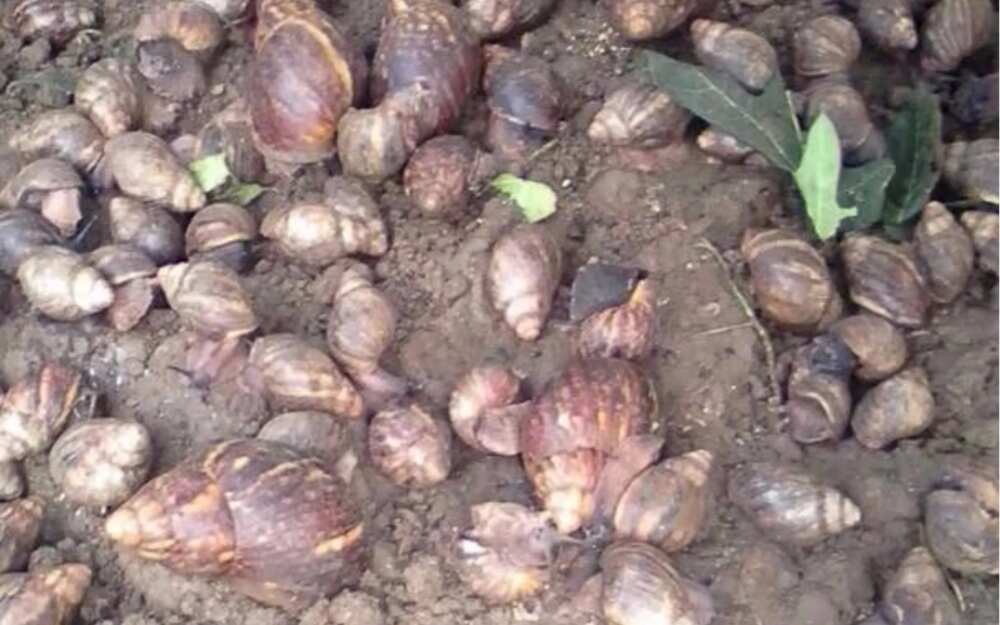 13 quick ways to become millionaire through snail farming 13 quick ways to become millionaire through snail farming