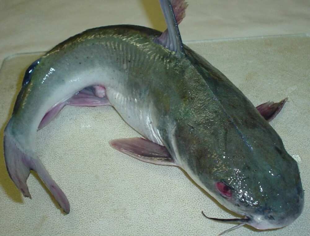 Catfish