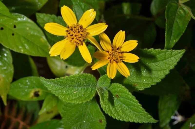 nigerian-weeds-and-their-botanical-names-legit-ng