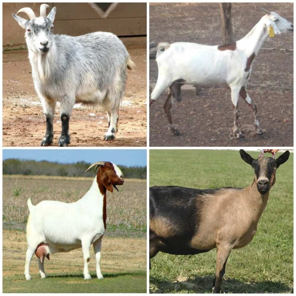 Breeds of goats