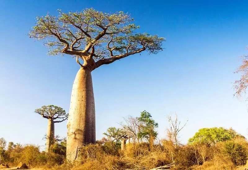 Three major types of vegetation in Nigeria, baobab in savanna