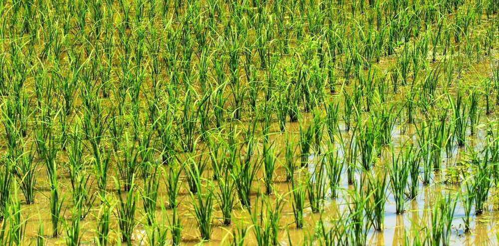 business plan for rice farming in nigeria