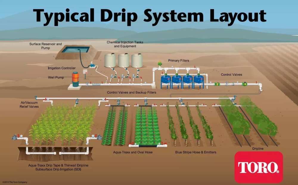 Irrigation farming in Nigeria DRIP Irrigation farming in Nigeria DRIP