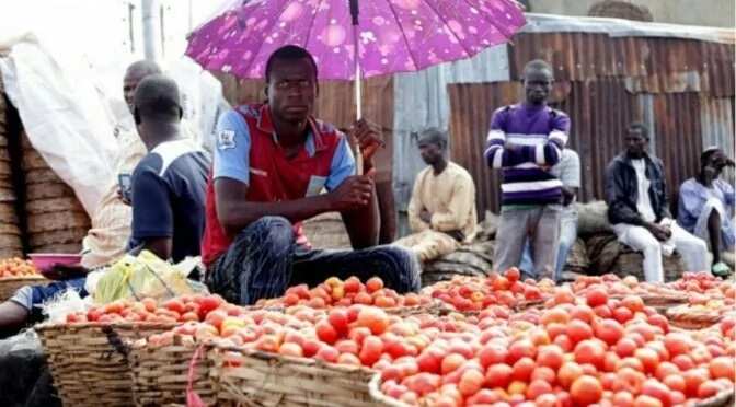 Problems of Tomato Production
