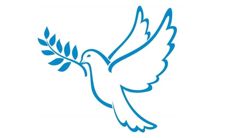 Dove peace symbol