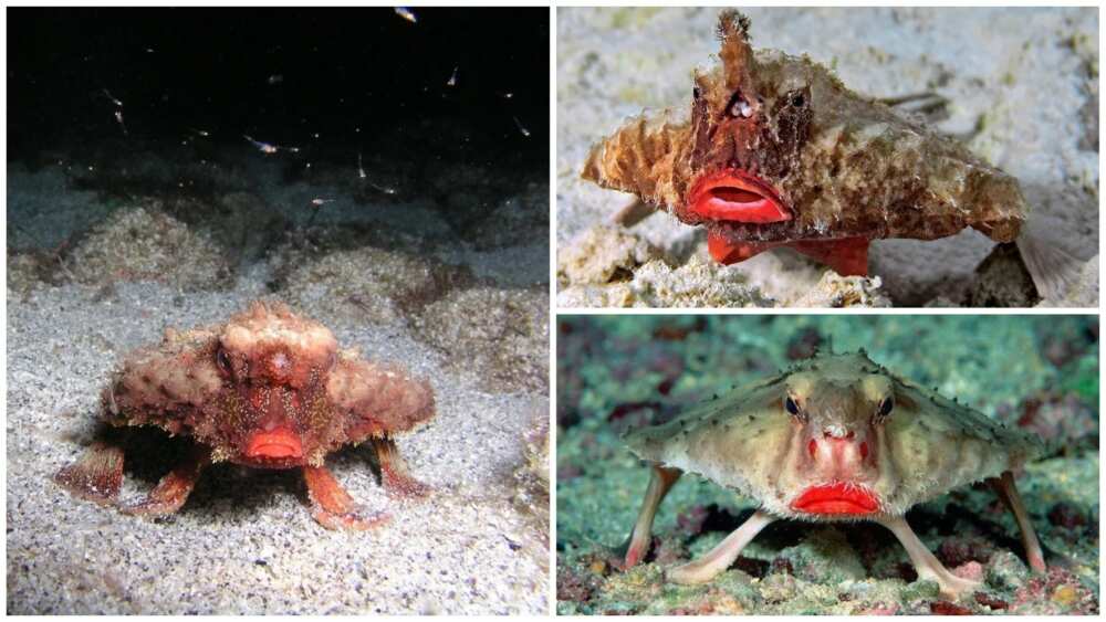 Top 10 weird animals and their homes Top 10 weird animals and their homes
