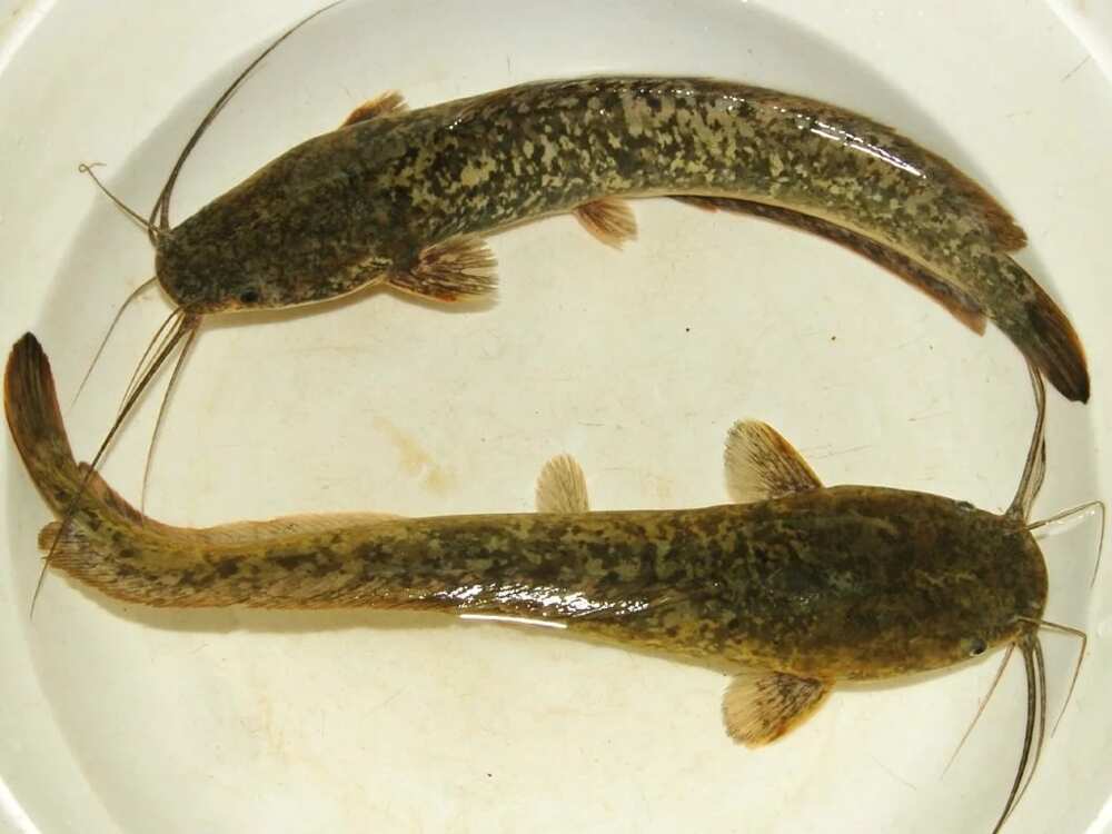 Catfish Catfish