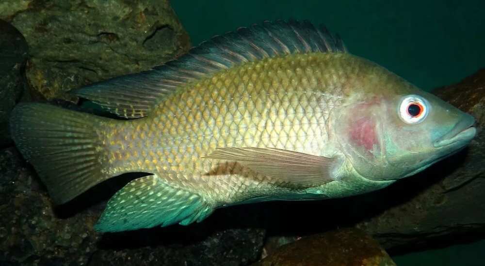 Tilapia Fish Farming in Nigeria Tilapia Fish Farming in Nigeria