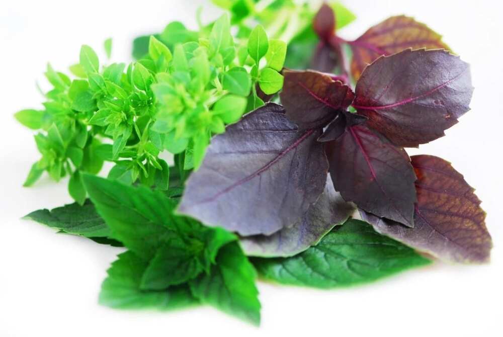 Scent leaf application Scent leaf application