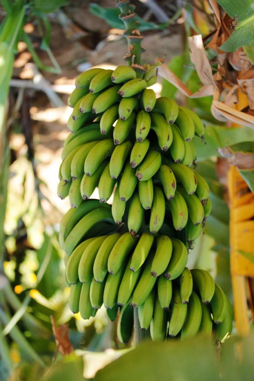 great-benefits-of-the-unripe-plantain-listed-and-explained-legit-ng