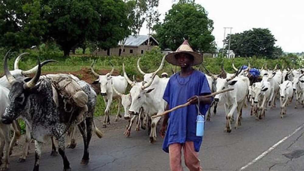 An nemi makiyaya dasu daina tada tsaye An nemi makiyaya dasu daina tada tsaye