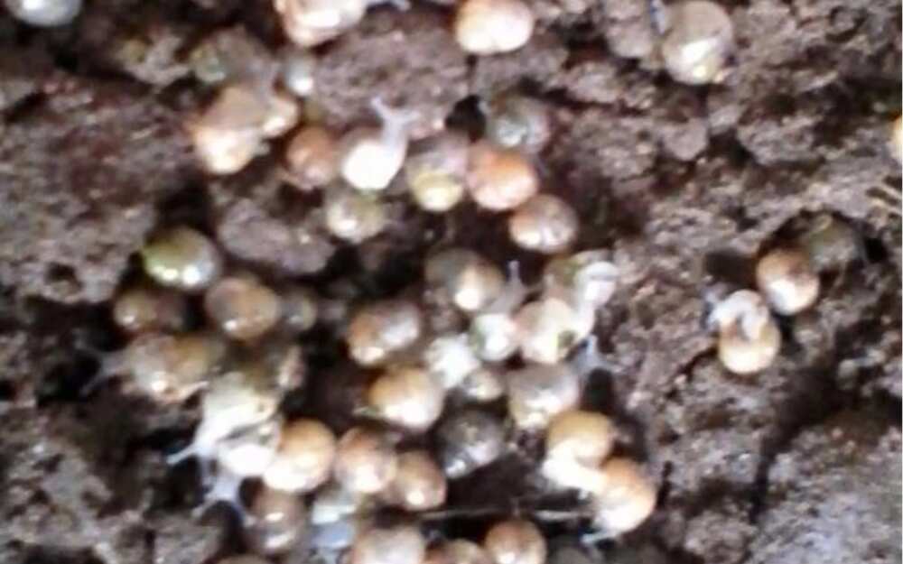 13 quick ways to become millionaire through snail farming 13 quick ways to become millionaire through snail farming