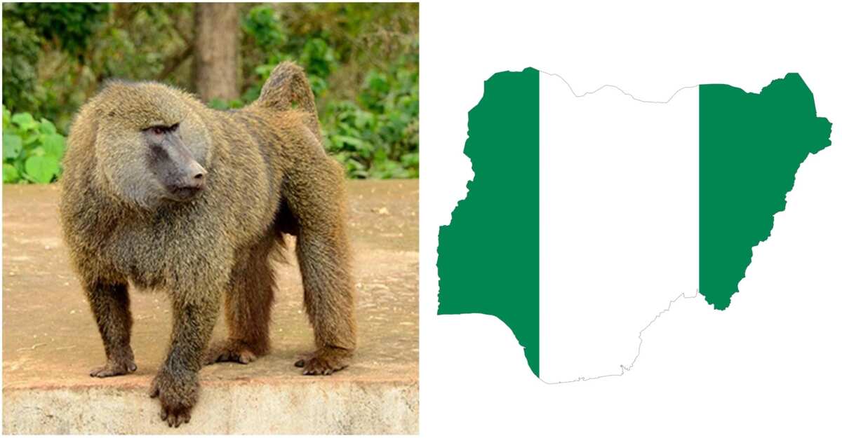 What wild animals in Nigeria can you meet? - Legit.ng