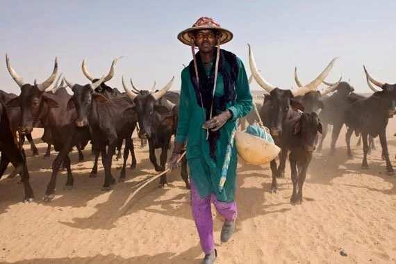 The reasons Fulani herdsmen are powerful