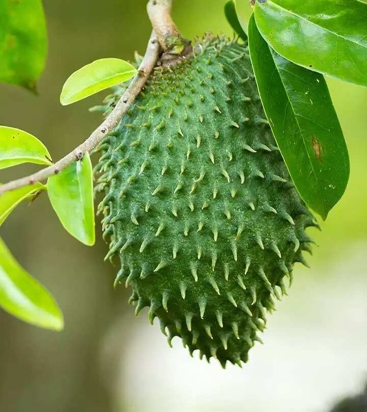 Soursop fruit