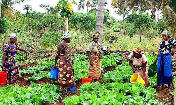 Fadama project farmers