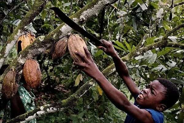 Child labour in Nigeria