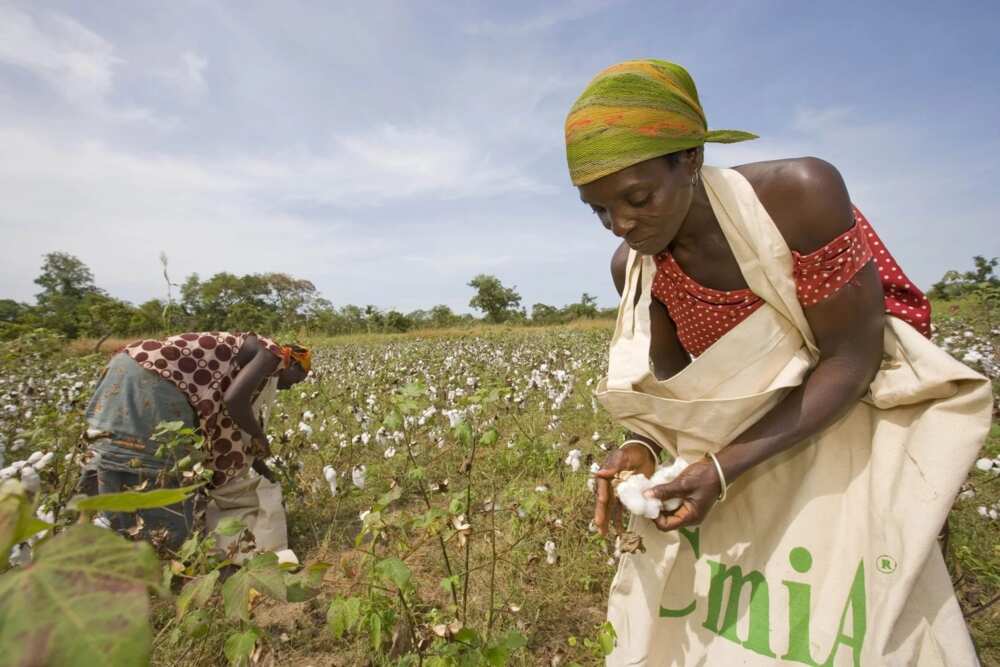Cotton in Nigeria Cotton in Nigeria