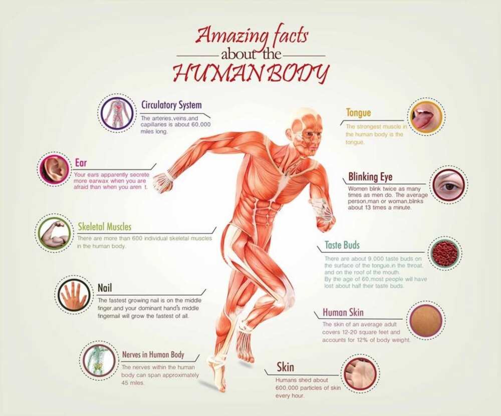 Facts about the human body you never knew