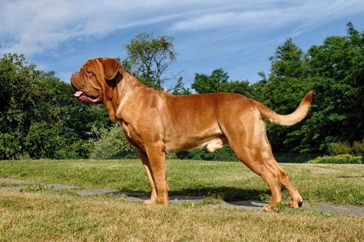 The Dogue de Bordeaux