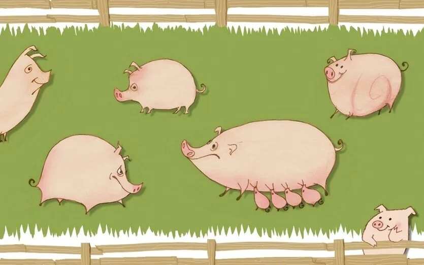 guide to commercial pig farming in Nigeria