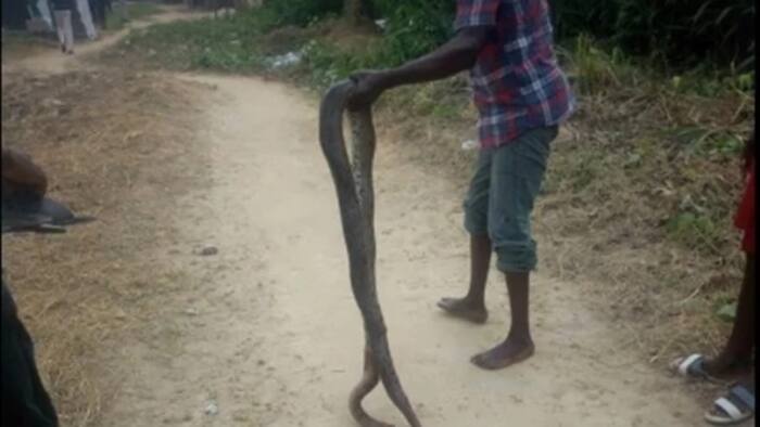 Relief as Nigerian graduate prevents python attack in Bayelsa state