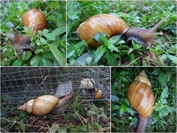 Snail farming