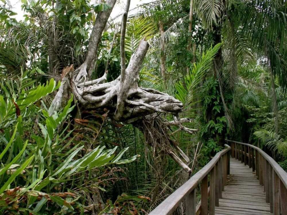 Lekki Conservation Centre