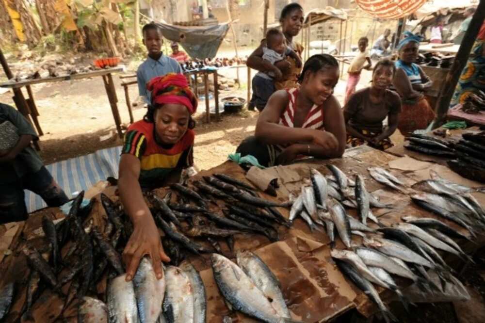 Prospect of livestock farming in Nigeria: fish farming