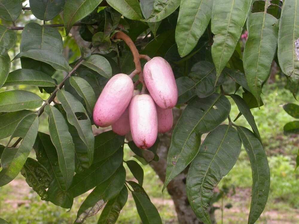 African pear tree