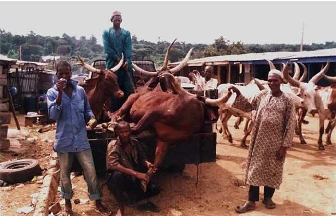 An kashe mutane 3 a rikici tsakanin makiyaya da yan kasuwar awaki a Adamawa