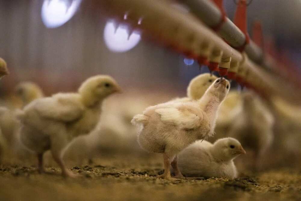 Prospect of livestock farming in Nigeria: poultry farming Prospect of livestock farming in Nigeria: poultry farming