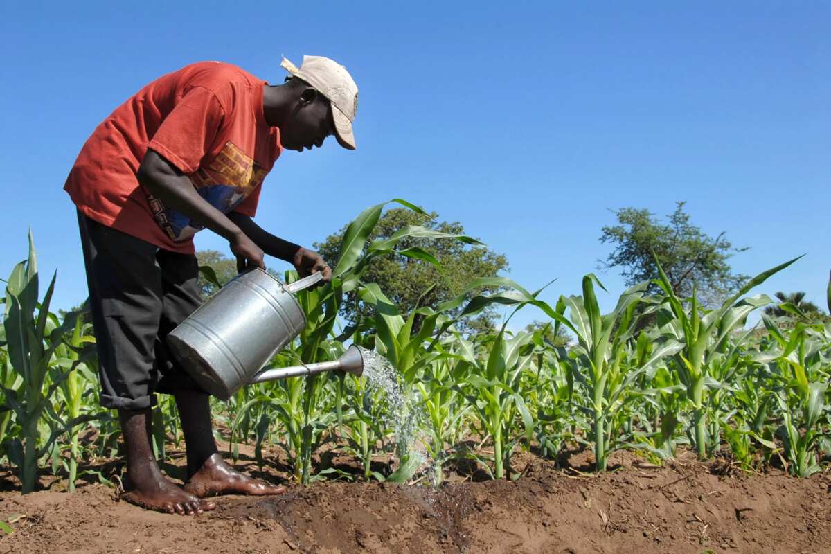 5 Types Of Land Tenure System In Nigeria Legit ng