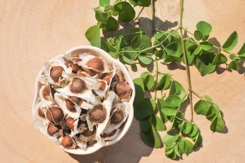 Moringa seed benefits and side effects