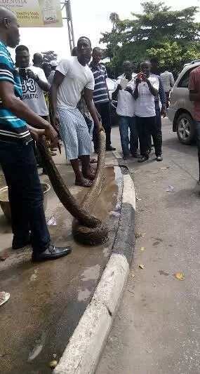 See The Python That Stirred Pandemonium In Ikeja